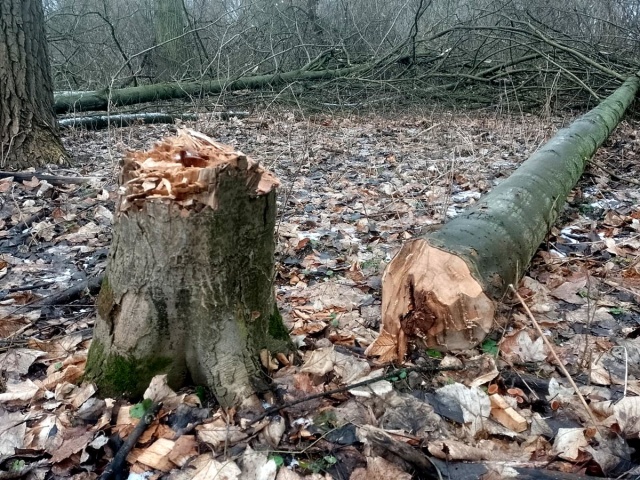 Będzie postępowanie RDOŚ po nielegalnej wycince kilkuset drzew w Toruniu
