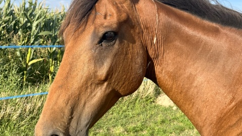 Skrzywdzone, zbolałe, głodzone konie bierze pod swoje skrzydła Fundacja „Equlistic Harmony”. Fot. „Equlistic Harmony”