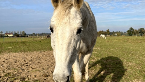 Skrzywdzone, zbolałe, głodzone konie bierze pod swoje skrzydła Fundacja „Equlistic Harmony”. Fot. „Equlistic Harmony”