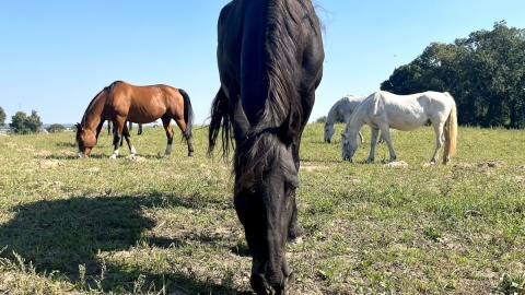 Skrzywdzone, zbolałe, głodzone konie bierze pod swoje skrzydła Fundacja „Equlistic Harmony”. Fot. „Equlistic Harmony”