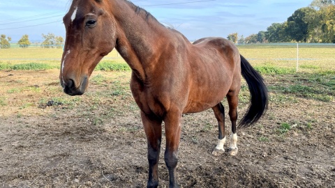 Skrzywdzone, zbolałe, głodzone konie bierze pod swoje skrzydła Fundacja „Equlistic Harmony”. Fot. „Equlistic Harmony”