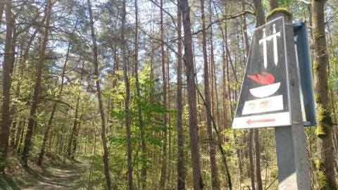 Społecznicy chcą przywrócić harcerski krzyż na mogile w Olku koło Torunia, gdzie znajdują się prochy zamordowanych przez Niemców harcerzy/fot. Michał Zaręba
