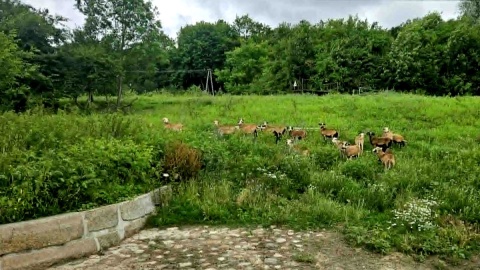 Jeden z sąsiadów część dawnej własnej drogi wewnętrznej zamienił na pastwisko. Fot. Adriana Andrzejewska-Kuras/PR PiK