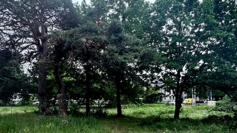 Widok sprzed wycinki drzew przy ul. Okólnej w Toruniu. Fot. Bartosz Ferster/nadesłane