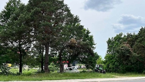 Widok sprzed wycinki drzew przy ul. Okólnej w Toruniu. Fot. Bartosz Ferster/nadesłane