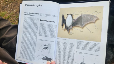 O nietoperzach wciąż wiemy zaskakująco mało/fot. Adriana Andrzejewska-Kuras