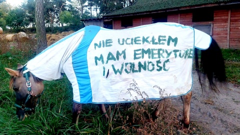 Koński emeryt Tadzik. Fot. Dorota Witt/PR PiK