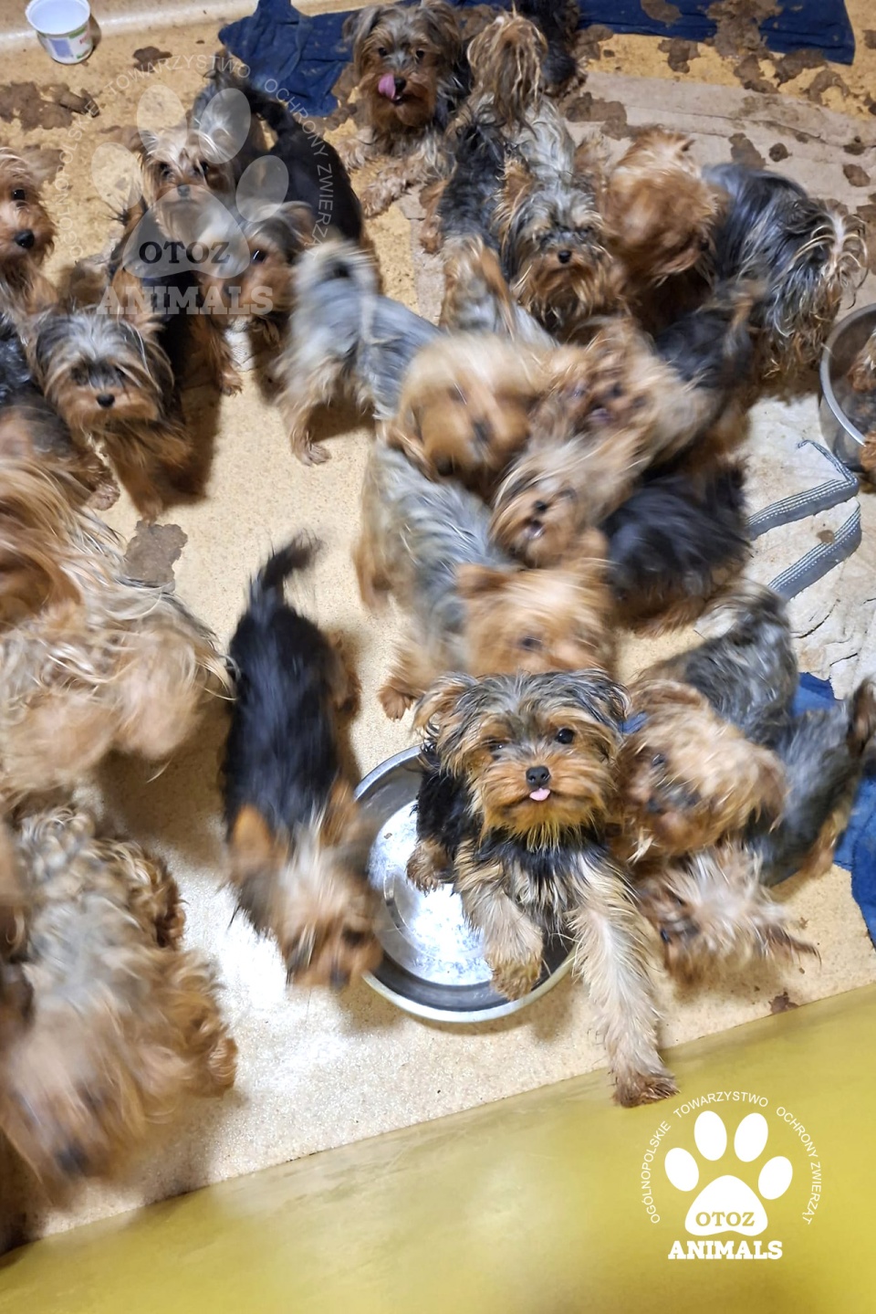 Ponad 80 psów żyło w jednym pokoju, bez dostępu do wody i jedzenia/fot.: Facebook, OTOZ Animals o. Kujawsko-Pomorski