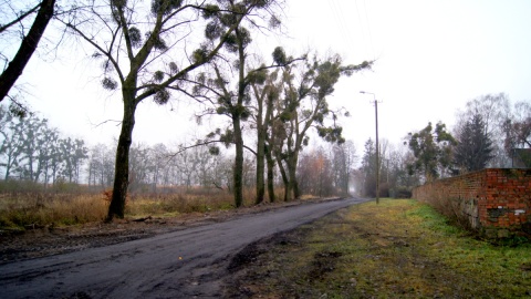 Czy w Lipinkach w gminie Koronowo powstanie wielka chlewnia na 10 tysięcy świń? Fot. Henryk Żyłkowski