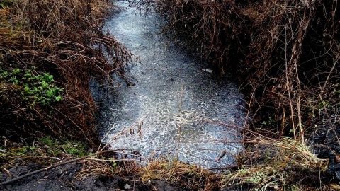 Prokuratura skierowała do sądu akt oskarżenia w sprawie zatrucia Strugi Toruńskiej przez gorzelnię w Nielubiu. Fot. Adriana Andrzejewska