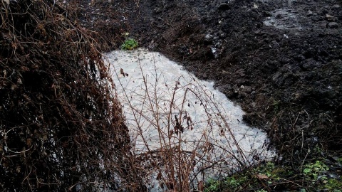 Prokuratura skierowała do sądu akt oskarżenia w sprawie zatrucia Strugi Toruńskiej przez gorzelnię w Nielubiu. Fot. Adriana Andrzejewska