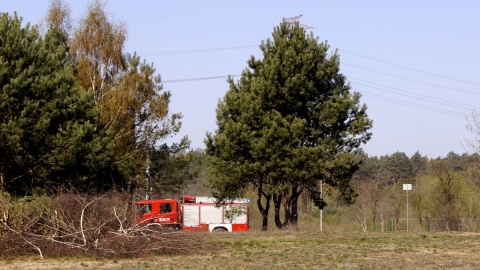 Przypuszczalną przyczyną pożaru lasu w bydgoskim Fordonie było podpalenie. Fot. Henryk Żyłkowski