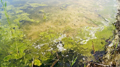Z roku na rok obniża się lustro wody w Jeziorze Ostrowskim. Fot. Henryk Żyłkowski