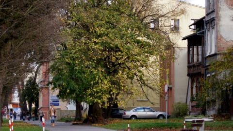 Bliżej życia - Od kilku lat inowrocławscy archeolodzy wydobywają stare macewy z chodników, placów czy ogrodzeń.. Fot. Henryk Żyłkowski