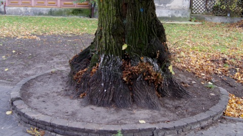 Bliżej życia - Od kilku lat inowrocławscy archeolodzy wydobywają stare macewy z chodników, placów czy ogrodzeń.. Fot. Henryk Żyłkowski