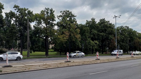 52 lipy pójdą pod topór w związku z przebudową placu Rapackiego w Toruniu? Fot. Adriana Andrzejewska