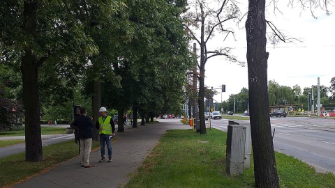 52 lipy pójdą pod topór w związku z przebudową placu Rapackiego w Toruniu? Fot. Adriana Andrzejewska