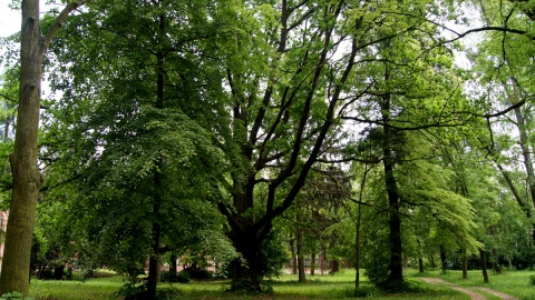 Aleja byłego cmentarza. Fot. Henryk Żyłkowski