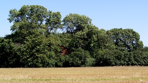 Groby i ludzkie szczątki profanowane są na rzymsko-katolickim cmentarzu w Płonnem. Fot. Henryk Żyłkowski