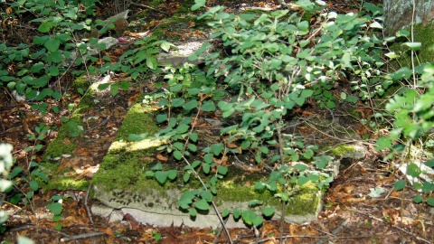 Groby i ludzkie szczątki profanowane są na rzymsko-katolickim cmentarzu w Płonnem. Fot. Henryk Żyłkowski
