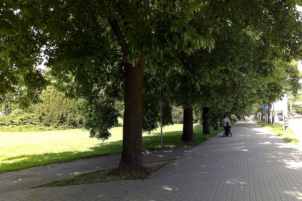 Remont placu Rapackiego w Toruniu oznacza wycięcie 1/3 drzew w tamtej okolicy. Fot. Adriana Andrzejewska