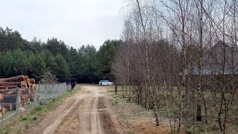 Wilki zaatakowały stado muflonów. Nie powstrzymało ich nawet solidne ogrodzenie. Fot. Michał Słobodzian