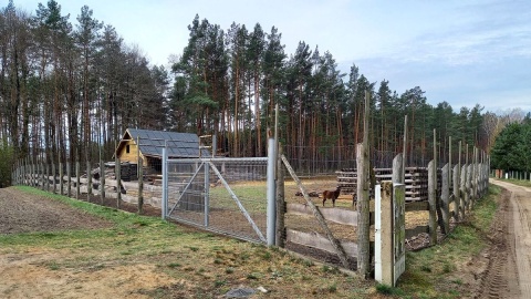 Wilki zaatakowały stado muflonów. Nie powstrzymało ich nawet solidne ogrodzenie. Fot. Michał Słobodzian