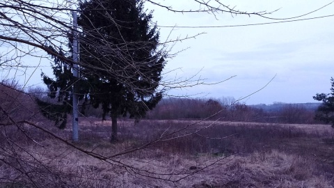 Czy można stawiać wieżowce na terenach obszaru „Natura 2000”. Fot. Michał Zaręba