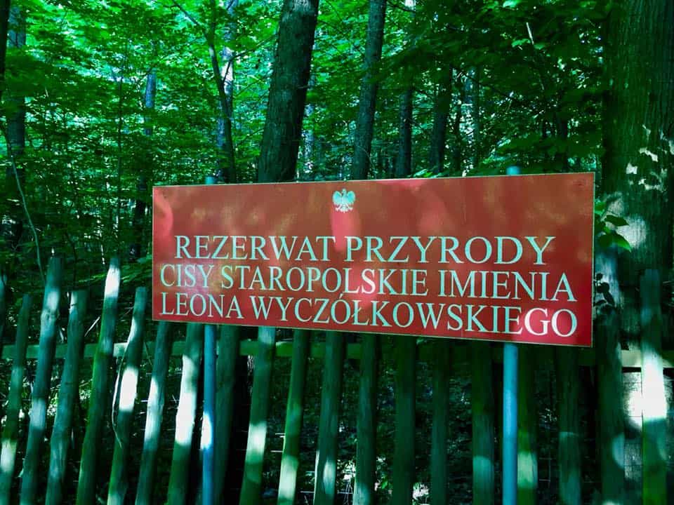 Rezerwat cisów staropolskich w Wierzchlesie wciąż zamknięty. Fot. Adam Paluśkiewicz/borytucholskie.net