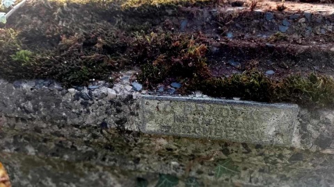 Czy stary cmentarz ewangelicki przy ul. Poznańskiej w Toruniu w końcu zostanie uporządkowany? Fot. Michał Zaręba