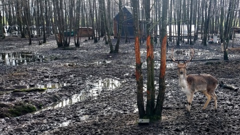 Gospodarstwo państwa Hoppe w Dziedzinku. Fot. Żaneta Walentyn