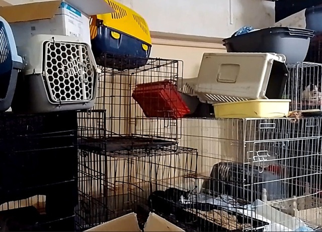 Martwe zwierzęta w byłej siedzibie Fundacji Toruńska Kocia Straż. Śledztwo trwa