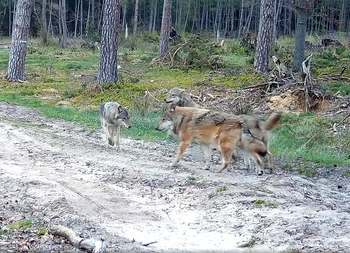 „Wilk na wizji”. Fot. zrzut ekranu/Tucholski Park Krajobrazowy „Wilk na wizji”. Fot. zrzut ekranu/Tucholski Park Krajobrazowy