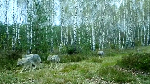 „Wilk na wizji”. Fot. zrzut ekranu/Tucholski Park Krajobrazowy