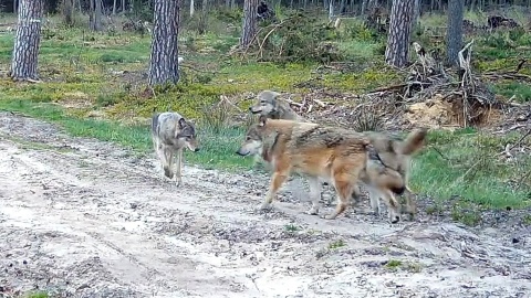 „Wilk na wizji”. Fot. zrzut ekranu/Tucholski Park Krajobrazowy