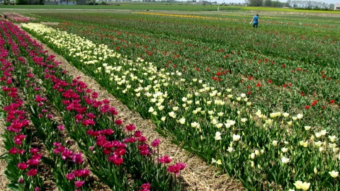 Co w gminie piCo w gminie piszczy - Unisław. Fot. Zdzisław Drążkowskiszczy - Unisław Pomorski. Fot. Zdzisław Drążkowski