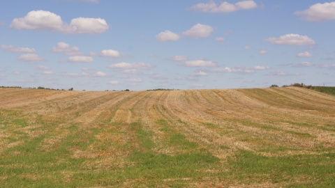 Co w gminie piszczy? Łąki Mazurskie w Szynwałdzie. Fot. Henryk Żyłkowski