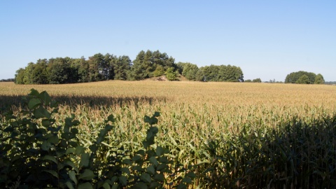 Co w gminie piszczy? Ozy Wielowickie. Fot. Henryk Żyłkowski