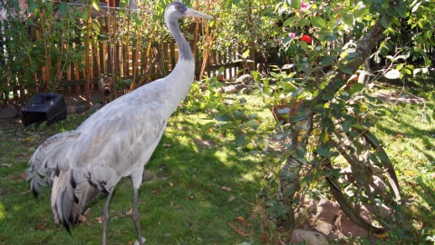 Co w gminie piszczy? W gospodarstwach na terenie Gminy Sośno potrawią zadomowić się nawet żurawie. Fot. Henryk Żyłkowski