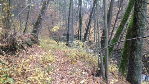 Żółty szlak im. Alfonsa Hoffmanna we Wdeckim Parku Krajobrazowym
