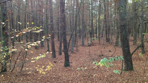 Jesienny las jak okładka black metalowej płyty
