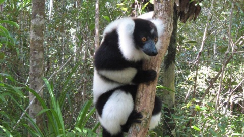 Podróż na Madagaskar. Fot. Andrzej Bohatyrewicz.