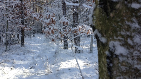 Zimowa przejażdżka rowerowa. Fot. Tomasz Kaźmierski
