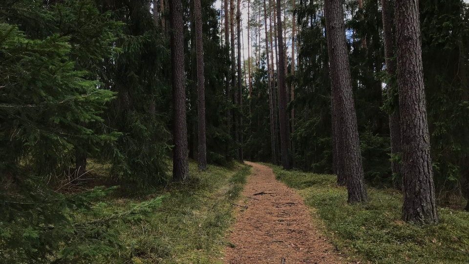 Leśne wędrówki. Fot. Tomasz Kaźmierski