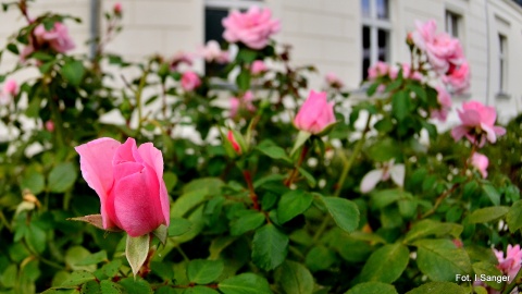 Róże okalające Pałac Romantyczny w Turznie