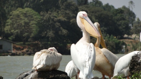 Pelikany na jeziorze Tana. Fot. Radosław Kożuszek