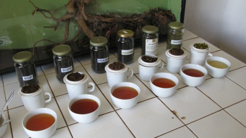 The Tea Factory - herbata którą można na miejscu degustować. Fot. Malwina Rouba