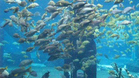 Atlantis Paradise Island - to królestwo podwodne. Fot. Malwina Rouba