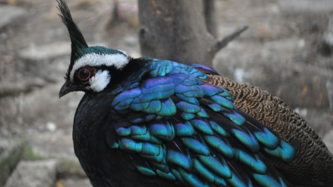 Wieloszpon - lśniący Palawan Peacock Pheasant. Fot. Radosław Kożuszek