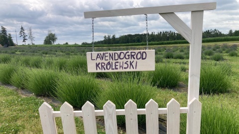 Podczas sobotniej audycji „Raz na zielono” gościliśmy na polu lawendy w Wierzchucinie Królewskim/fot: Krystian Makowski